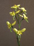 Diuris corymbosa