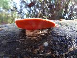 Fungus on fallen log Kangaroo Island