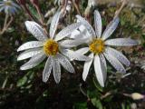 Olearia pannosa ssp cardiophylla