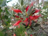 Eremophila glabra