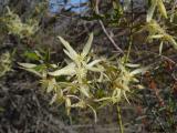 Clematis microphyllum \'Old man\'s beard\'