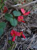 Kennedia prostrata