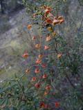 Drosera sp. Coonalpyn