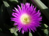 Carpobrotus rossii