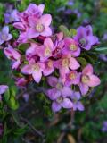 Boronia crenulata