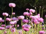 Rhodanthe chlorocephala  ssp rosea