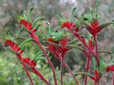 Anigozanthos manglesii