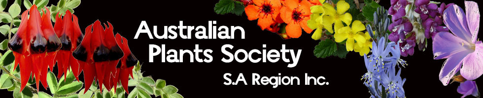 Australian Plants Society | SA Region Inc.